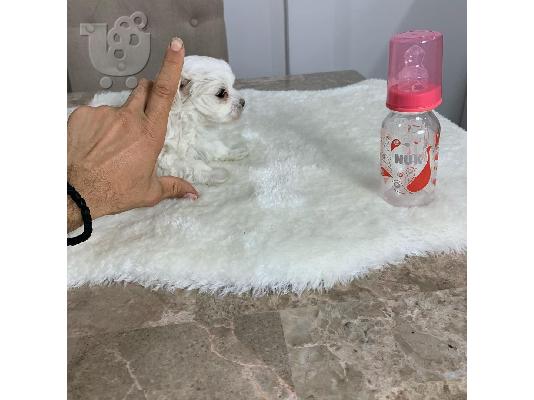 PoulaTo: X-MASS φλιτζάνι τσαγιού Maltese150
